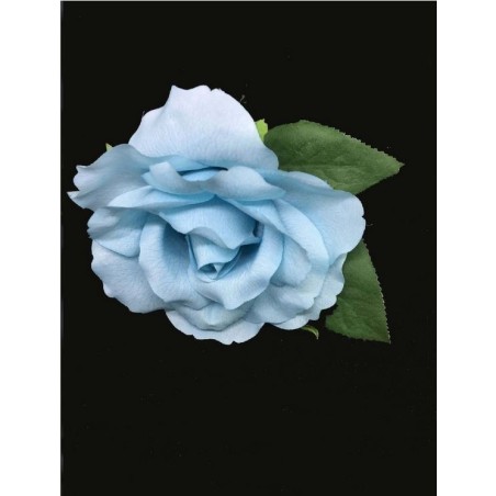 ROSA DANZA